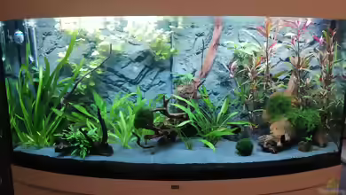 Das Panorama-Aquarium