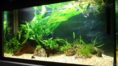 Das Südostasienbecken von timme