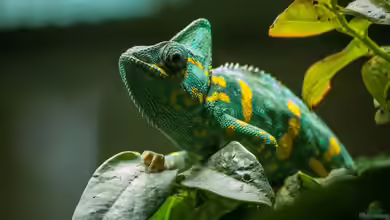 Das Terrarium als Hobby für Kinder?