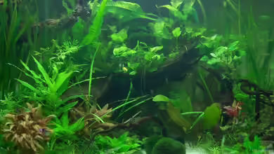 Das_Trigon von Der Siems