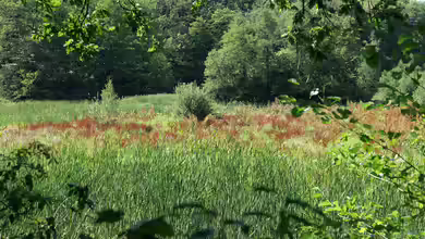 Das Verlanden des Gartenteichs verhindern