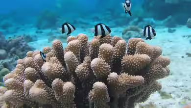 Dascyllus aruanus im Aquarium halten