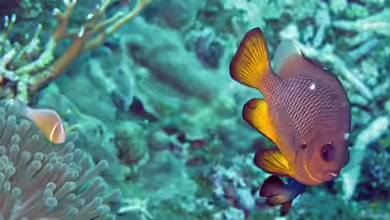Dascyllus auripinnis im Aquarium halten