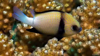 Dascyllus carneus im Aquarium halten