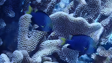 Dascyllus flavicaudus im Aquarium halten