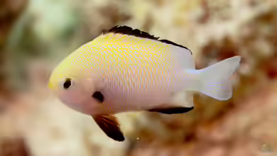 Dascyllus marginatus im Aquarium halten