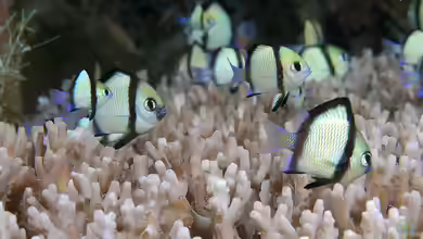 Dascyllus reticulatus im Aquarium halten