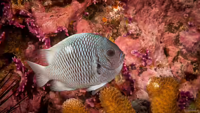 Dascyllus strasburgi im Aquarium halten