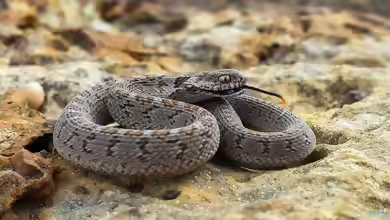 Dasypeltis scabra im Terrarium halten