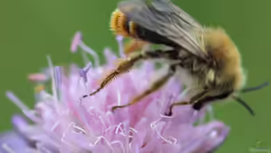 Dasypoda argentata im Garten