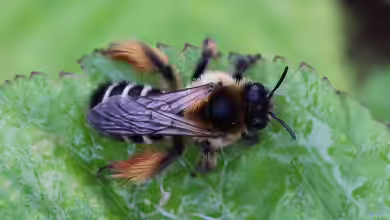 Dasypoda hirtipes im Garten