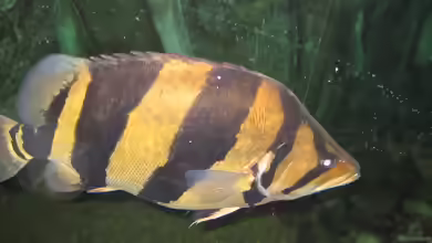 Datnioides microlepis im Aquarium halten