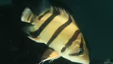 Datnioides undecimradiatus im Aquarium halten