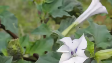 Datura stramonium im Garten pflanzen