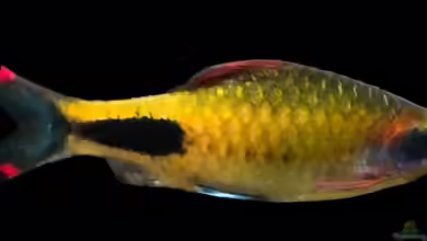 Dawkinsia apsara im Aquarium halten