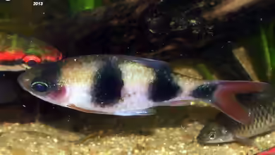 Dawkinsia arulius im Aquarium halten