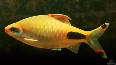 Dawkinsia assimilis im Aquarium halten