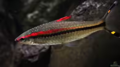 Dawkinsia denisonii im Aquarium halten