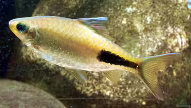 Dawkinsia rohani im Aquarium halten