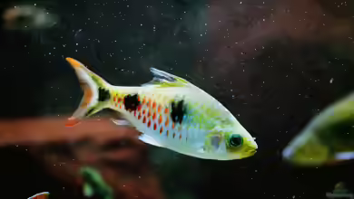 Dawkinsia rubrotinctus im Aquarium halten
