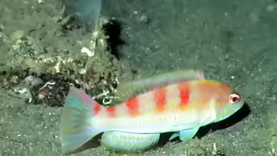 Decodon puellaris im Aquarium halten