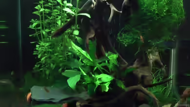 Deenerle Nano 30l von Berni