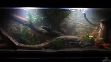 Deep Amazonas von SouthAmerica