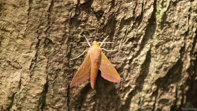 Deilephila elpenor im Garten