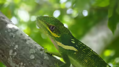 Deiroptyx equestris im Terrarium halten