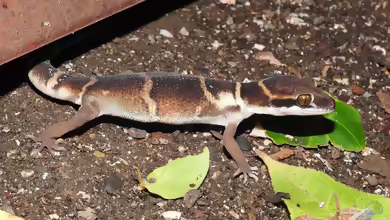 Dekkan-Bogenfingergecko: Cyrtodactylus deccanensis im Terrarium halten