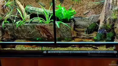 Dekoration im Terrarium