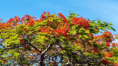 Delonix regia im Garten pflanzen