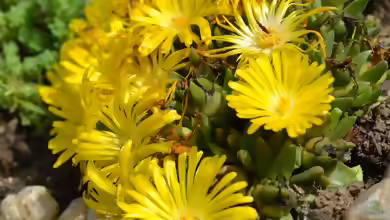 Delosperma congestum am Gartenteich pflanzen