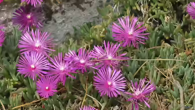 Delosperma cooperi im Garten pflanzen