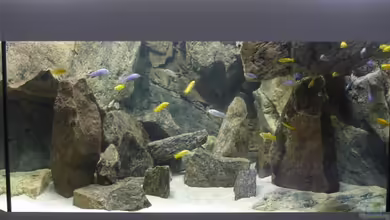 Delta Rock von Olaf H.