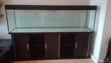 Den Durchblick behalten: Das beste Glas für das Aquarium