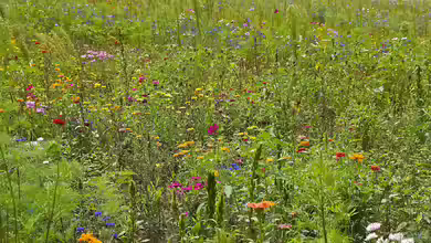 Den Garten ökologisch aufwerten: Aus Rasen wird eine Blumenwiese