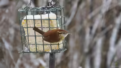 Den Zaunkönig im Winter füttern - So hilfst du dem kleinen Energiebündel sicher durch die kalte Jahreszeit