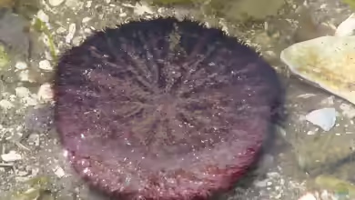 Dendraster excentricus im Aquarium halten