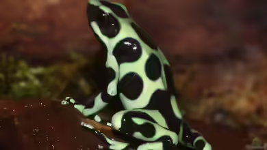 Dendrobates auratus im Terrarium halten
