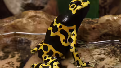 Dendrobates leucomelas im Terrarium halten