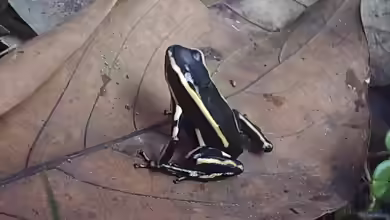 Dendrobates truncatus im Terrarium halten