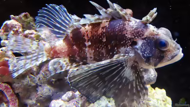Dendrochirus barberi im Aquarium halten