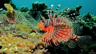Dendrochirus zebra im Aquarium halten