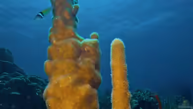 Dendrogyra cylindrus im Aquarium halten