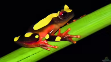 Dendropsophus leucophyllatus im Terrarium halten