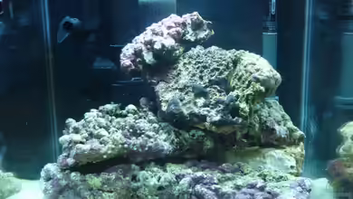 Dennerele Nano Marinus Cube von Tom K.