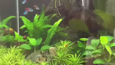 Dennerle Cube von Fette Kobra