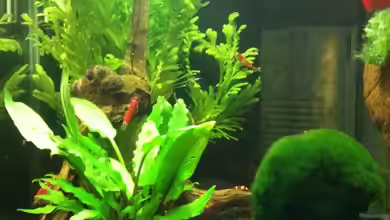 Dennerle Nano Cube 10l von Red Belly