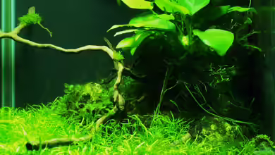 Dennerle Nano Cube 20 L von Pelzwanze